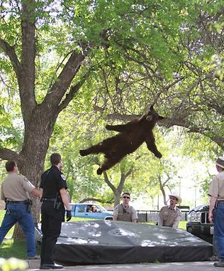 Black bear tranquilized on university campus